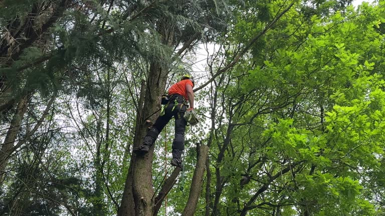 Reliable Harriman, TN Tree Care Services Solutions