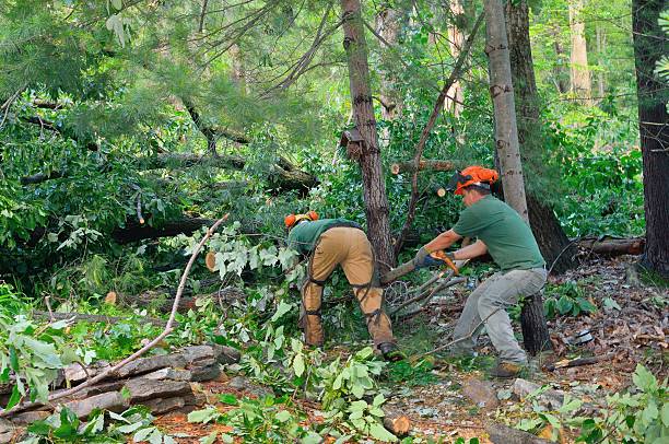 How Our Tree Care Process Works  in  Harriman, TN